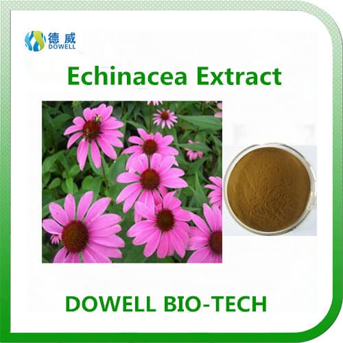 Botanic Extract Echinacea Extract CAS No_70831_56_0